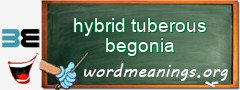 WordMeaning blackboard for hybrid tuberous begonia